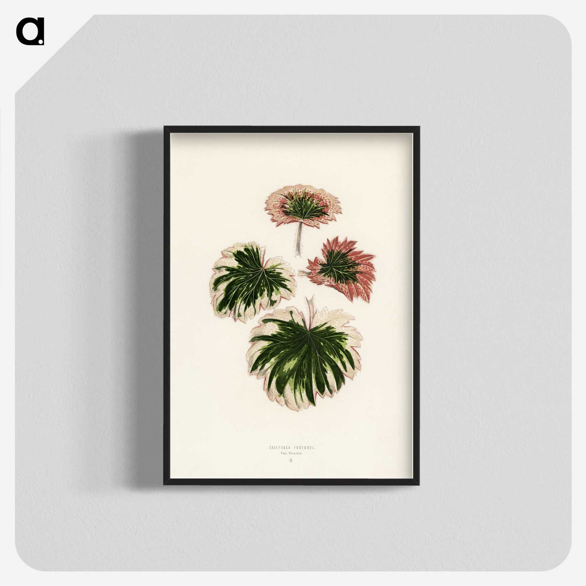 1-29_New-and-Rare-Beautiful-Leaved-Plants_blk-crop