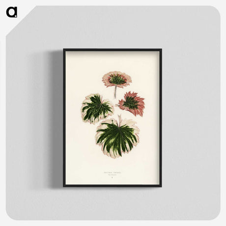 1-29_New-and-Rare-Beautiful-Leaved-Plants_blk-crop