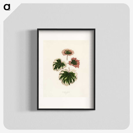 1-29_New-and-Rare-Beautiful-Leaved-Plants_blk