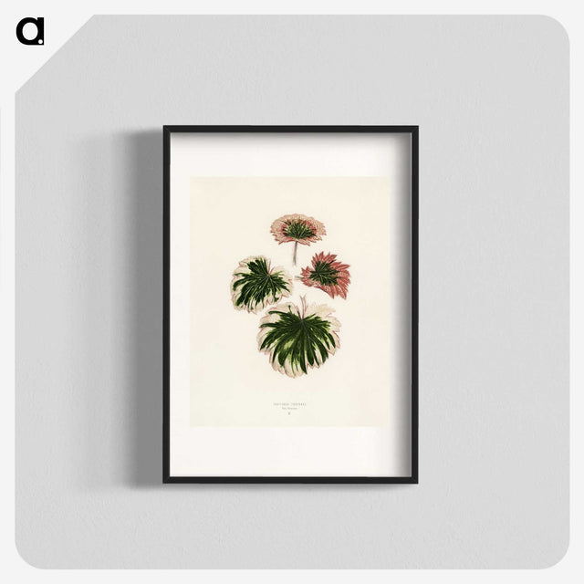 1-29_New-and-Rare-Beautiful-Leaved-Plants_blk