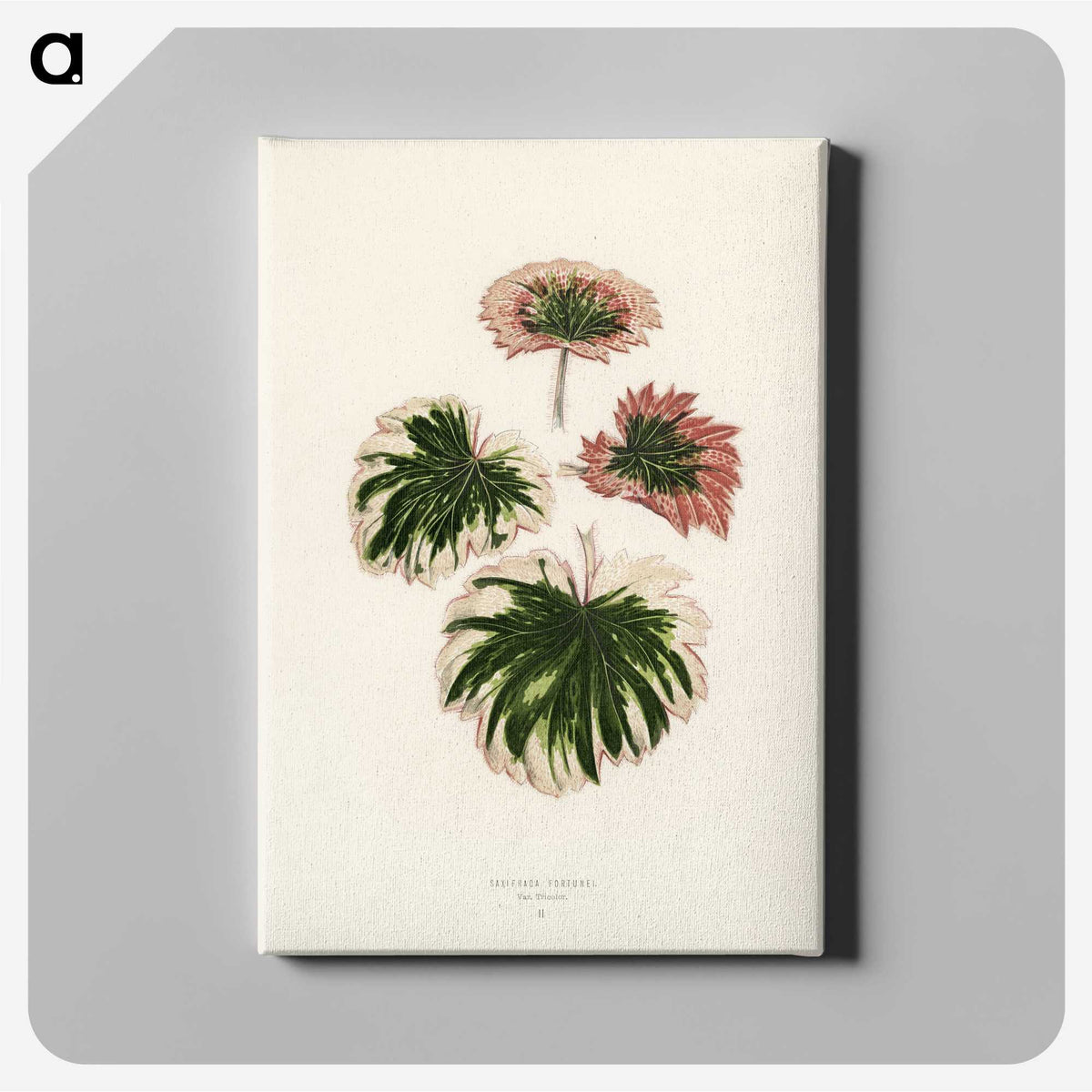 1-29_New-and-Rare-Beautiful-Leaved-Plants_canvas