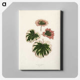 1-29_New-and-Rare-Beautiful-Leaved-Plants_canvas
