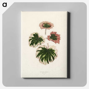 1-29_New-and-Rare-Beautiful-Leaved-Plants_canvas