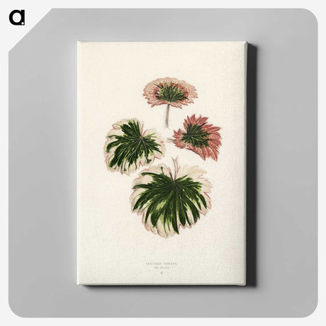 1-29_New-and-Rare-Beautiful-Leaved-Plants_canvas