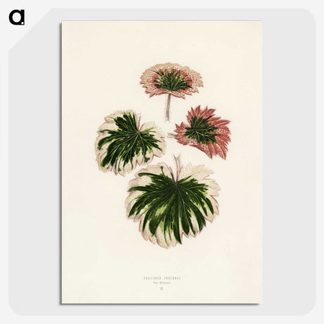 1-29_New-and-Rare-Beautiful-Leaved-Plants_picture-crop