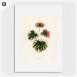 1-29_New-and-Rare-Beautiful-Leaved-Plants_picture