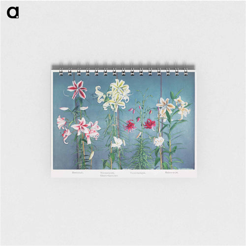 Lily - Kazumasa Ogawa Memo.