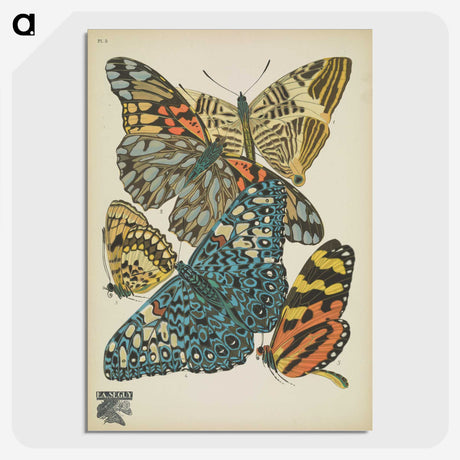 1-29_Papillons_picture-crop
