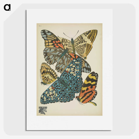 1-29_Papillons_picture