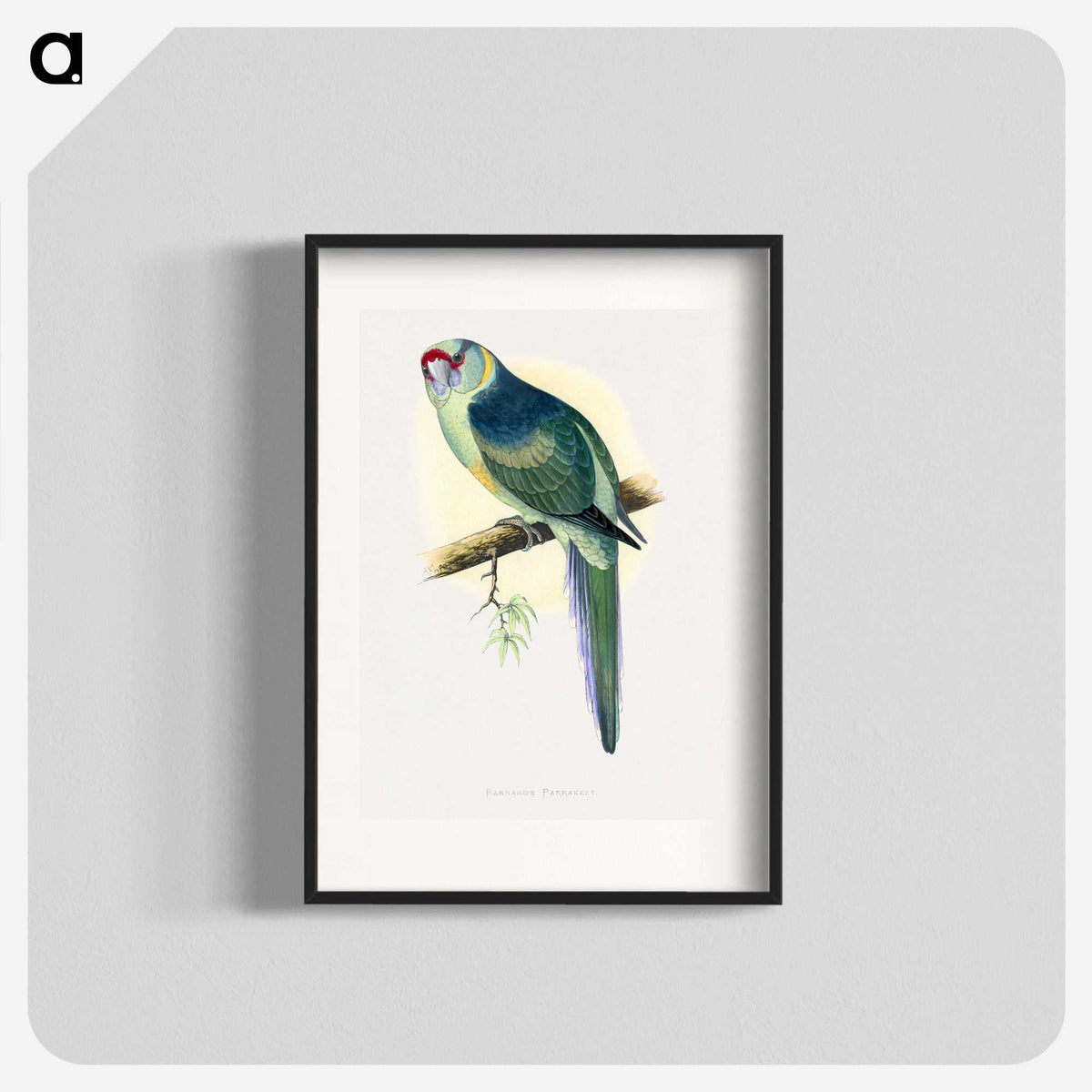1-29_Parrots-in-Captivity_blk