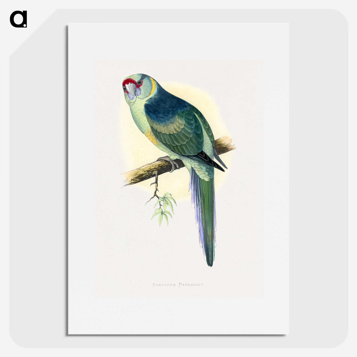1-29_Parrots-in-Captivity_picture