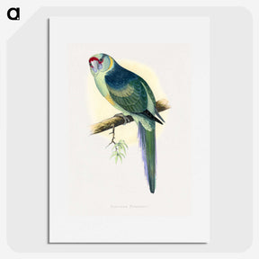 1-29_Parrots-in-Captivity_picture