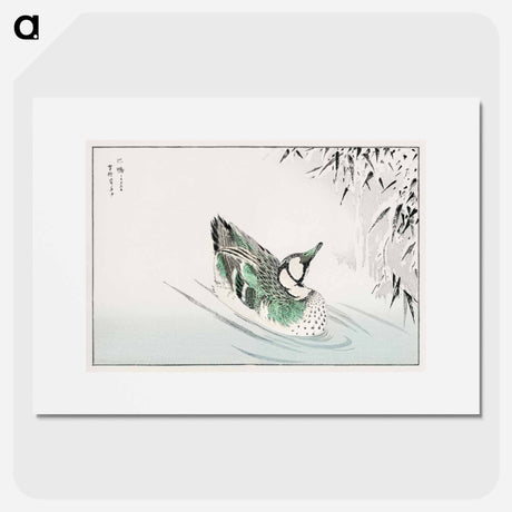 アートポスター-Spectacled Teal and Snow-bent Bamboo
 - 鳥類図鑑 Poster.