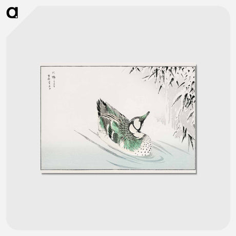 アートポストカード-Spectacled Teal and Snow-bent Bamboo
 - 鳥類図鑑 Postcard.