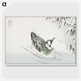 1-29_Pictorial-Monograph-of-Birds_picture-crop
