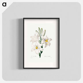 アートポスター-Madonna Lily - ピエール ジョゼフ ルドゥーテ Poster.