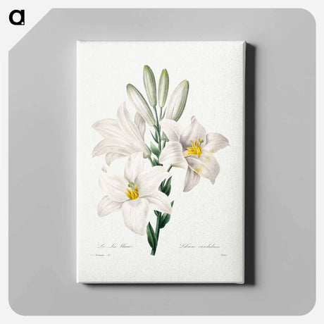 アートパネル-Madonna Lily - ピエール ジョゼフ ルドゥーテ Canvas.