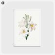 アートポストカード-Madonna Lily - ピエール ジョゼフ ルドゥーテ Postcard.