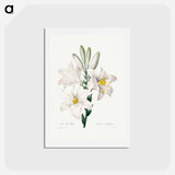 アートポストカード-Madonna Lily - ピエール ジョゼフ ルドゥーテ Postcard.