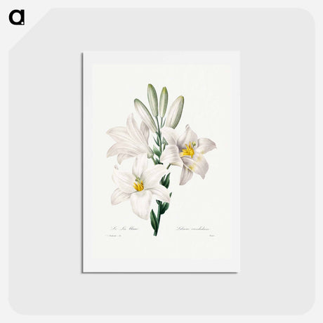 アートポストカード-Madonna Lily - ピエール ジョゼフ ルドゥーテ Postcard.