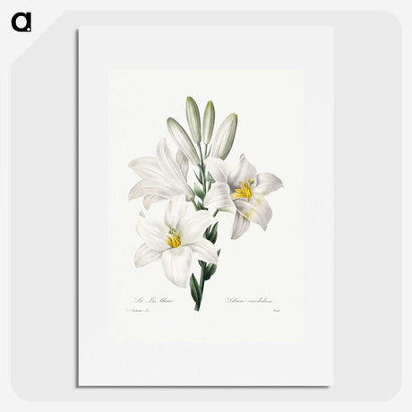 1-29_Pierre-Joseph-Redoute_picture