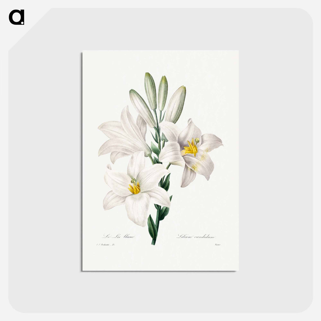 アートポストカード-Madonna Lily - ピエール ジョゼフ ルドゥーテ Postcard.