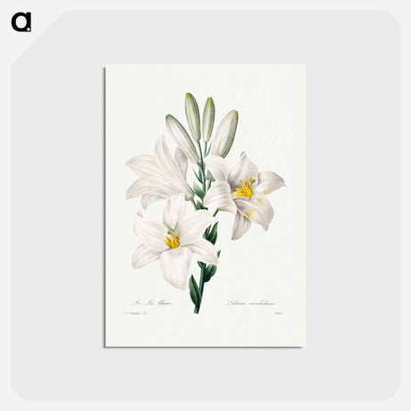 アートポストカード-Madonna Lily - ピエール ジョゼフ ルドゥーテ Postcard.
