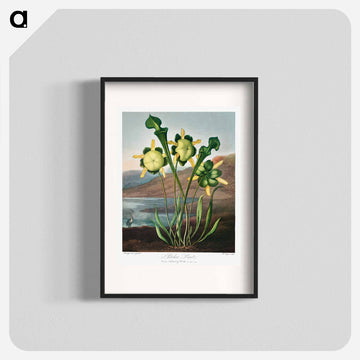 Pitcher Plant from The Temple of Flora
 - ロバート ジョン ソーントン Poster.