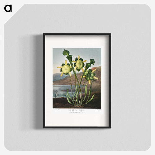 Pitcher Plant from The Temple of Flora
 - ロバート ジョン ソーントン Poster.