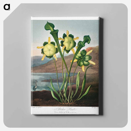 アートパネル-Pitcher Plant from The Temple of Flora
 - ロバート ジョン ソーントン Canvas.