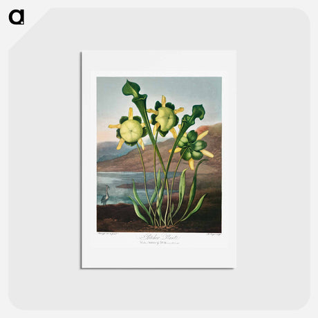 アートポストカード-Pitcher Plant from The Temple of Flora
 - ロバート ジョン ソーントン Postcard.
