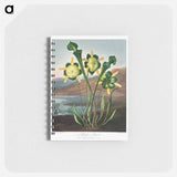 アートメモ帳-Pitcher Plant from The Temple of Flora
 - ロバート ジョン ソーントン Memo.