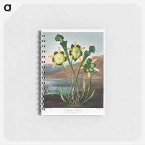 アートメモ帳-Pitcher Plant from The Temple of Flora
 - ロバート ジョン ソーントン Memo.