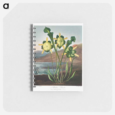 アートメモ帳-Pitcher Plant from The Temple of Flora
 - ロバート ジョン ソーントン Memo.