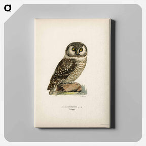 アートパネル-Boreal Owl
 - スヴェンスカ フォグラル Canvas.