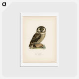 アートポストカード-Boreal Owl
 - スヴェンスカ フォグラル Postcard.