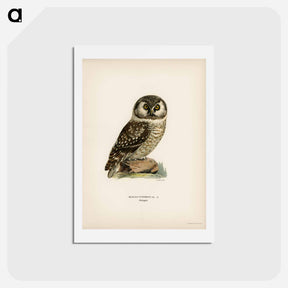 アートポストカード-Boreal Owl
 - スヴェンスカ フォグラル Postcard.