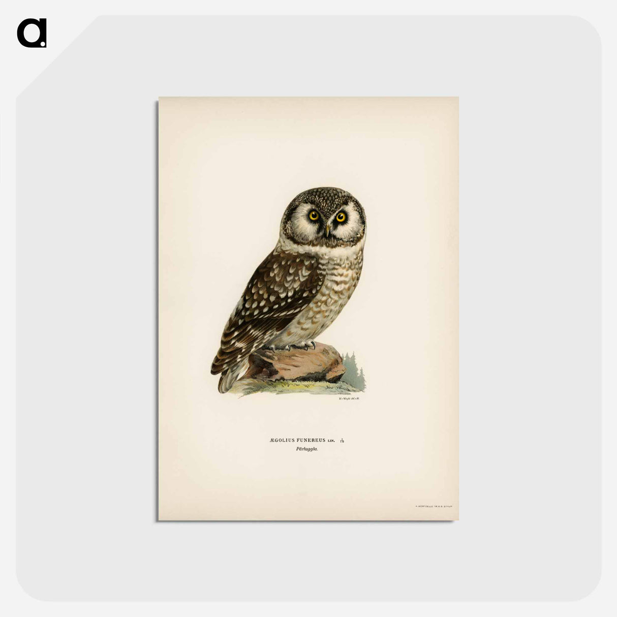 アートポストカード-Boreal Owl
 - スヴェンスカ フォグラル Postcard.