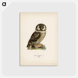 アートポストカード-Boreal Owl
 - スヴェンスカ フォグラル Postcard.