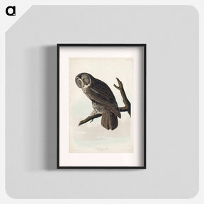 アートポスター-Great Cinereous Owl from Birds of America
 - アメリカの鳥たち Poster.