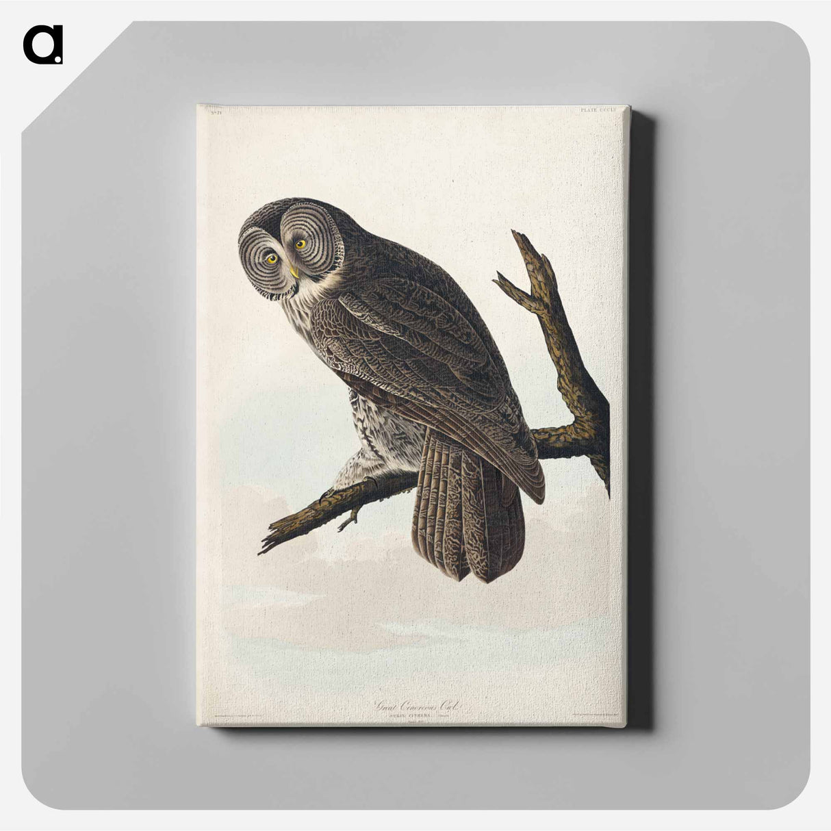 アートパネル-Great Cinereous Owl from Birds of America
 - アメリカの鳥たち Canvas.
