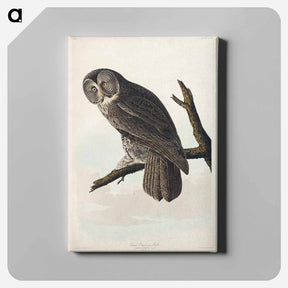アートパネル-Great Cinereous Owl from Birds of America
 - アメリカの鳥たち Canvas.