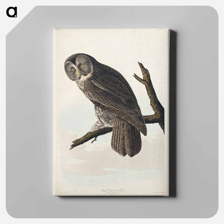 アートパネル-Great Cinereous Owl from Birds of America
 - アメリカの鳥たち Canvas.