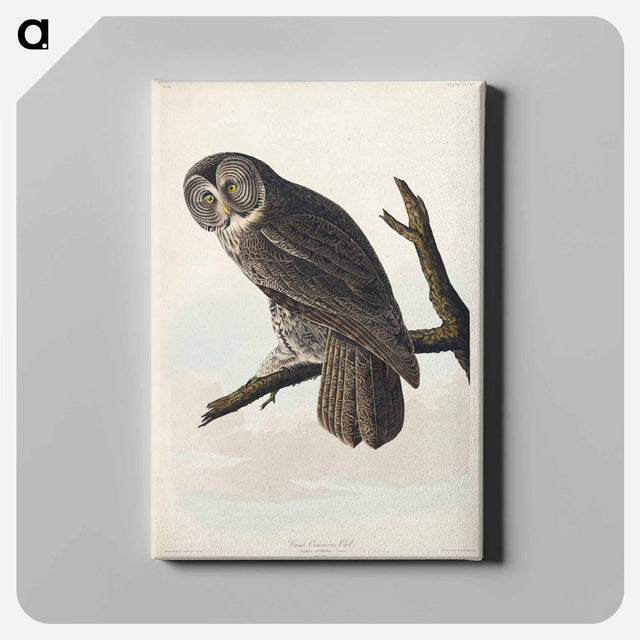 アートパネル-Great Cinereous Owl from Birds of America
 - アメリカの鳥たち Canvas.