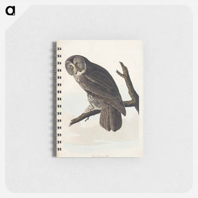 アートメモ帳-Great Cinereous Owl from Birds of America
 - アメリカの鳥たち Memo.