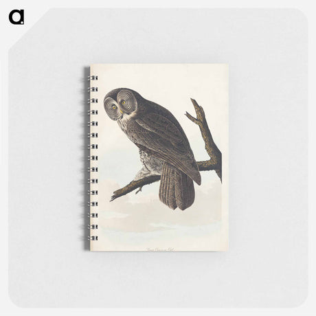 アートメモ帳-Great Cinereous Owl from Birds of America
 - アメリカの鳥たち Memo.