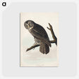 アートポストカード-Great Cinereous Owl from Birds of America
 - アメリカの鳥たち Postcard.