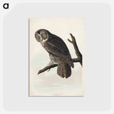 アートポストカード-Great Cinereous Owl from Birds of America
 - アメリカの鳥たち Postcard.