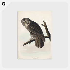 アートポストカード-Great Cinereous Owl from Birds of America
 - アメリカの鳥たち Postcard.