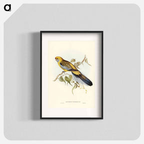 アートポスター-Yellow-rumped Parakeet
 - オーストラリアの鳥 Poster.